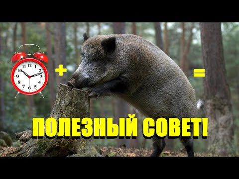 Охота на кабана. Полезный совет как узнать, когда приходит зверь