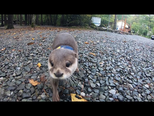 Otter Aty goes! Enjoy the nature of Hakushu Part Ⅰ[Otter life Day 136] カワウソアティがゆく！白州の自然を満喫する旅 Part Ⅰ