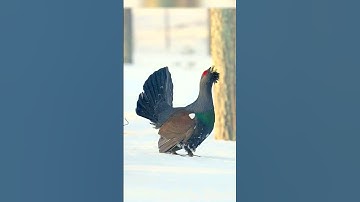 Western capercaillie Real sound Rare Bird