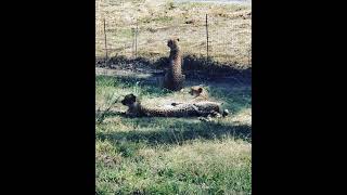 びっくりする3頭のチーター。びっくり チーター cheetah サプライズamazed surprise ZOO 動物 動物園