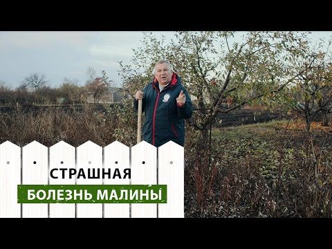 Видео: Лечение ведьминой метлы: что делать с ежевикой ведьминой метлой