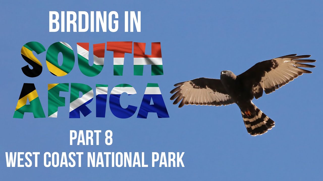 Birding in South Africa Part 8 West Coast National Park