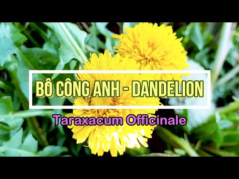 Video: Giống Bồ Công Anh - Các Loại Hoa Bồ Công Anh Khác Nhau Trong Vườn