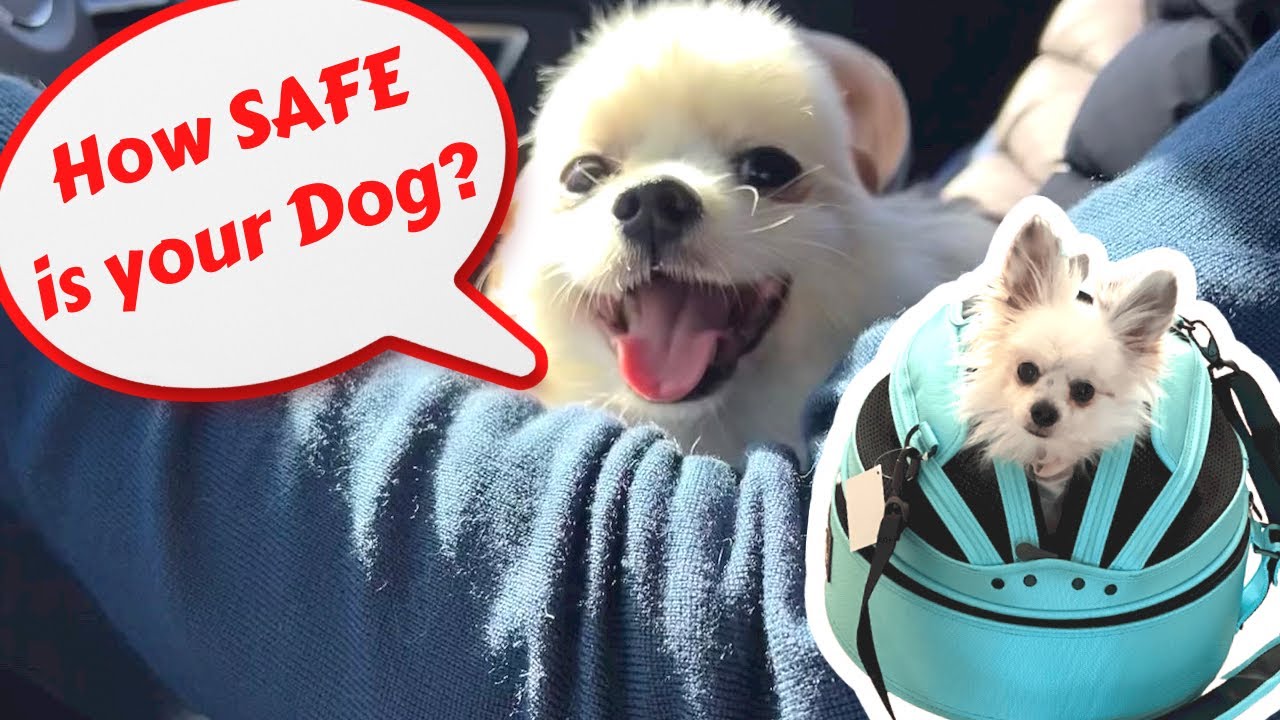 Sleepypod Car Seat for small dog 3 in 1 Pet Carrier Dog Bed Car