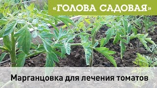 Голова садовая - Марганцовка для лечения томатов