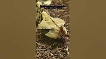 What Viper Has The Longest Fangs of Any Snake? #animals #shortsvideo #wildlife