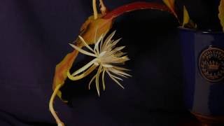 Night flowering Cereus.   July 2016