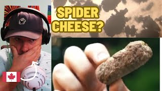 Canadian Reacts to Spider Cheese. The Rare German Delicacy 🇩🇪