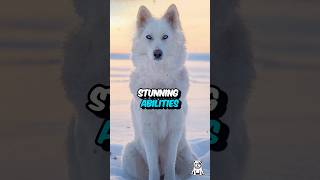 3 Fun Facts About The Yakutian Laika Dog #shorts #dogbreed #yakutianlaika
