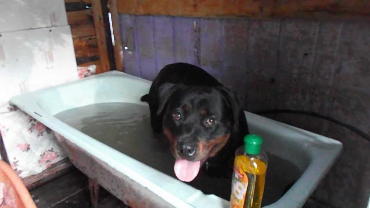 Image result for Rottweiler собака купание собаки