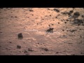 Cute Baby Turtle at Heron Island