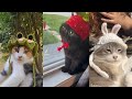 Tiktok cute crochet hat for cats compilation  cuteness overload