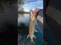 #bassfishing #carp #fishing #carpfishing #sportfishing #carpfish #fish #troutfishing #freshwaterfish