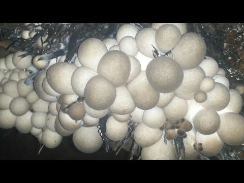 Video: Info Jamur Tepung Kacang Selatan: Mengenal Jamur Tepung Kacang Polong Selatan