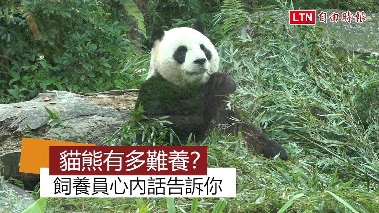 貓熊有多難養？飼養員心內話告訴你