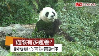 貓熊有多難養？飼養員心內話告訴你