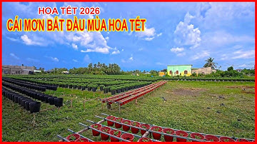 Vroege update over het Tet-bloemenseizoen in Cai Mon | Frambozenchrysanten zijn nog steeds groen,...