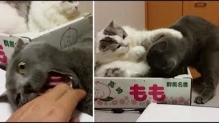 甘えん坊から一転、ケンカ始まる！灰色VS白モフ！