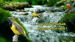 Download Lagu suara pikat🔥 burung sogon dan kemade💥 MP3