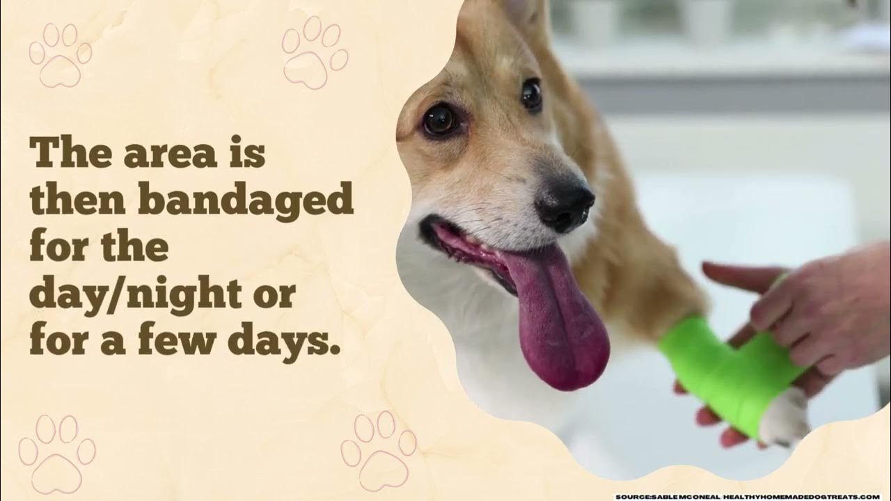 What to Expect During Dew Claw Removal Procedure YouTube