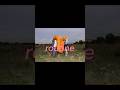 ニガミ17才 ”routine“ (IWA & AKUBI ver.) #shorts #music #ニガミ17才 #Nigami17thbirthday!!