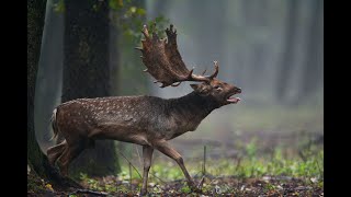 Huge fallow bucks in the peak rutting time Hungary