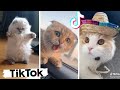 Ultimate Funny Pets Compilation ~ Cutest Cats & Dogs of TikTok