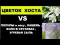 ПОЛИПЫ в НОСУ , КАШЕЛЬ , НАСМОРК , БОЛИ В СУСТАВАХ , РАНЫ спасет ХОСТА