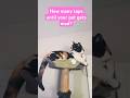 mad cat #shorts #cat #funnycats #catvideos #cutecat  #viralcats  #youtubeshorts