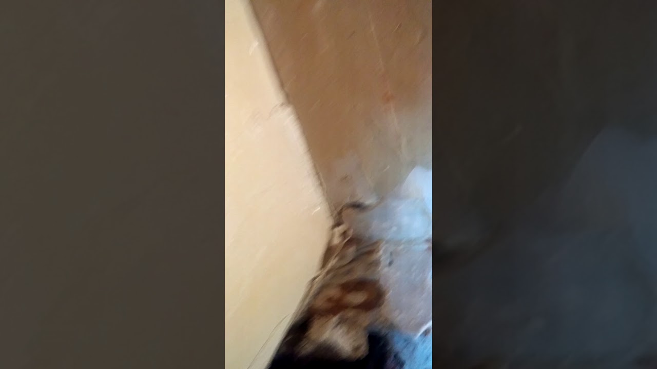 Finding Water leak in the wall (demo) YouTube