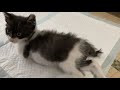 #5【保護猫】昨日ジンくん入院しました。オシッコが出なくなりました。