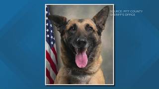 NC Sheriff's Office says deputy won't be charged in K9's hot car death after investigation
