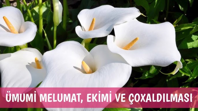 Махаббат туралы порно видео Эротика және би