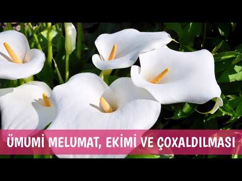 Video: Gözəl kalla: əkin və qulluq