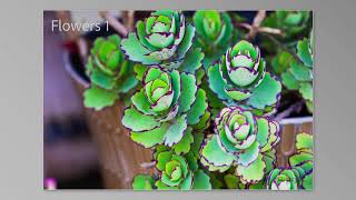 Flowers 1
