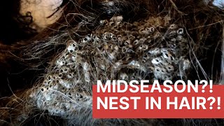 S3 Episode 5: Crunchy Wig Nest