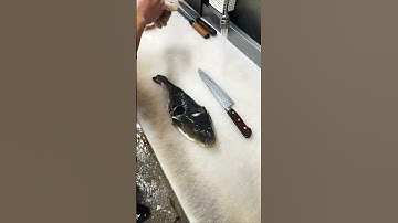 Muốn chế biến cá nóc phải học qua trường lớp, loại bỏ độc tố cá, p160 #shorts #transangtv