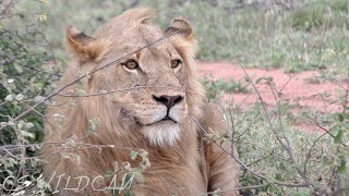 Follow Up Sighting of the Birmingham Breakaway Male lion on his Wildebeest Kill Ep 136