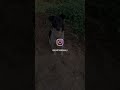 Racist humans! #dogsofyoutube #funnydogs #doglife #cutedogs #fyp #funny #indiedog #cute #pets