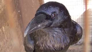 Ворон пытается общаться с человеком. The crow tries to communicate with the person.