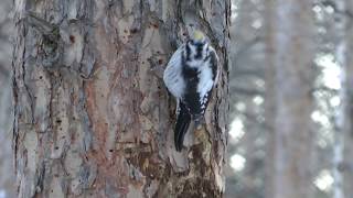 Как питается дятел зимой, Трехпалый дятел, three-toed  woodpecker