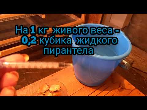 Пропой пирантелом. Drink pirantel.