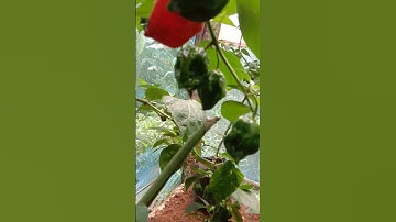 What pepper is hotter than a Carolina Reaper with ASMR Sound #garden    #greenhouse    #shorts