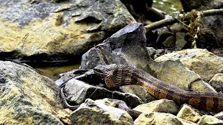 The Mysterious World of Snakes: 7 Surprising Facts