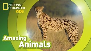 Cheetah | Amazing Animals