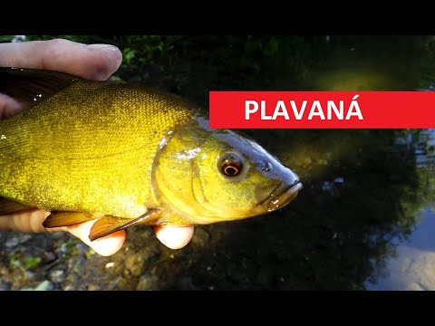 Chytání línů u rákosí