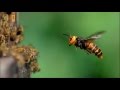 War Of Insects National Geographic Documentary 720p 