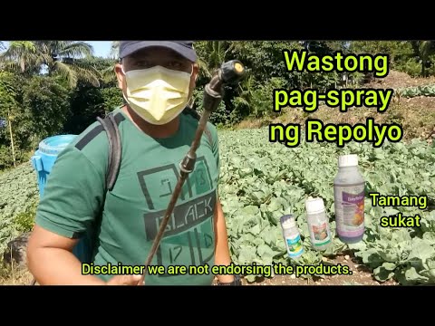 Video: Paano Pakainin Ang Repolyo? Paano Mag-spray At Tubig? Anong Mga Pataba Ang Maaaring Magamit Para Sa Mga Punla At Habang Lumalaki? Bakit Hindi Maganda Ang Paglaki Ng Repolyo?