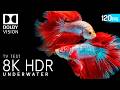 The Ultimate OLED Test | 8K HDR 240fps Dolby Vision (8K/4K TV Demo)