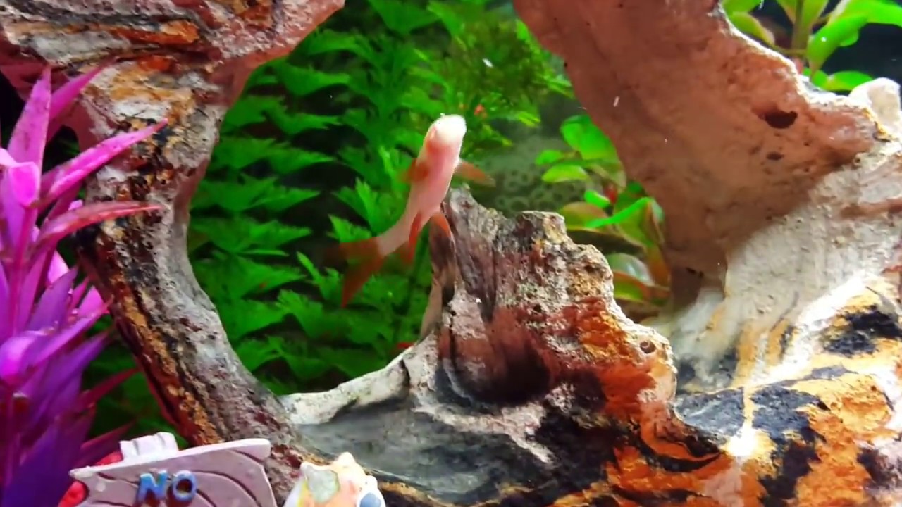 Tropical Fish Feeding Time! YouTube